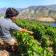 Douro Valley – Unique Wine Region of Portugal