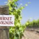 Infographics & Guide to Cabernet Sauvignon Wine Grape Variety