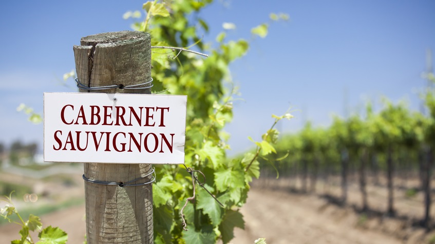 Infographics & Guide to Cabernet Sauvignon Wine Grape Variety ...