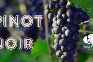 Infographics & Guide to Pinot Noir Wine Grape Variety