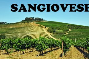 Quick Guide to Sangiovese Grape Variety & its Italian Wine Regions