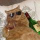 World’s Best Cat & Wine Images (& Cutest, Funniest, or Nicest)