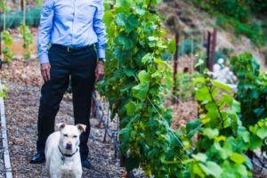 Drought-Tolerant Labor of Love: What I Learned By Creating My Own Vineyard By Scott MacDonald