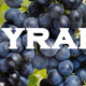 Infographics & Guide to Syrah Wine Grape Variety