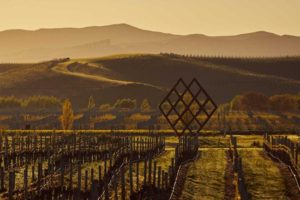 Top 5 Facts to Understand New Zealand Wine