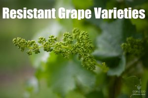 Resistant Grape Varieties – The Future of Viticulture?