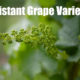 Resistant Grape Varieties – The Future of Viticulture?